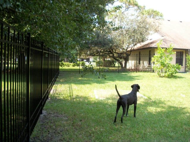 Dog Fence 1