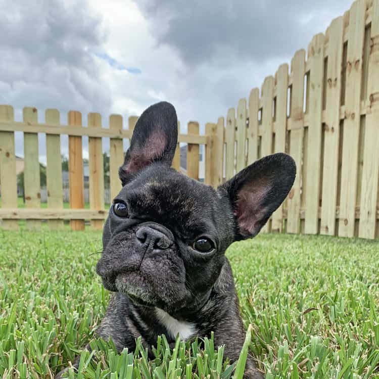 Flagler Beach Fence Company wood fence