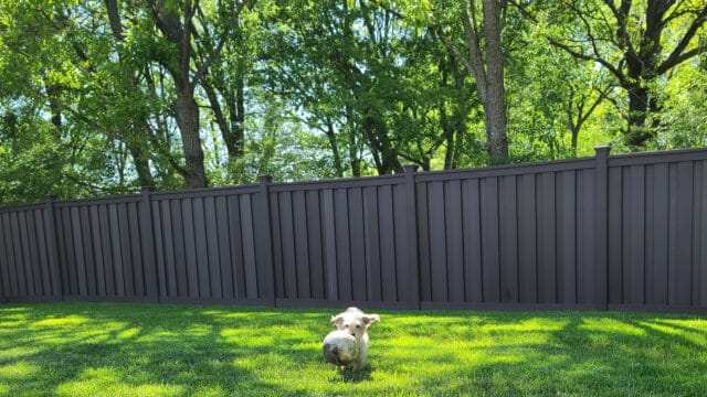 Ways to Keep Your Dog from Digging Under the Fence