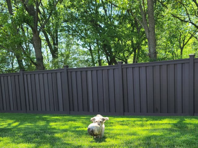 Ways to Keep Your Dog from Digging Under the Fence