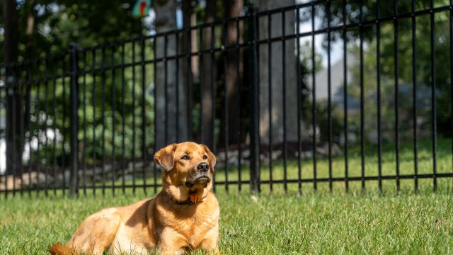 What is The Best Fence For Dogs?