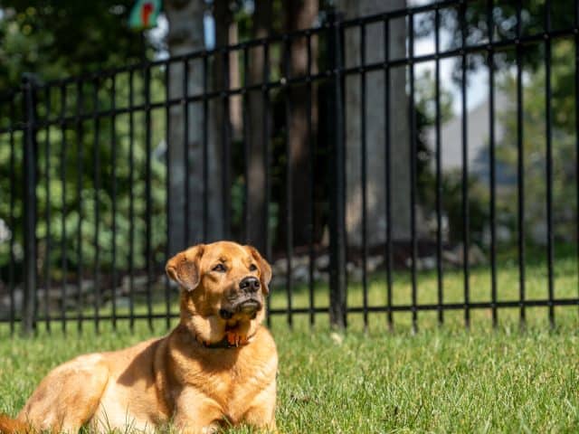 What is The Best Fence For Dogs?