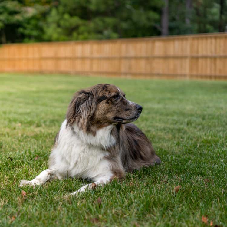 lafayette fence company wood fence