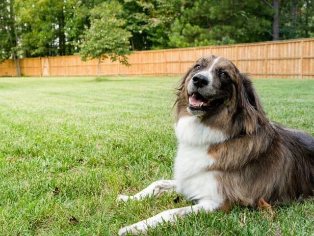 Learn More About Superior Fence & Rail’s Dog Fence Designs