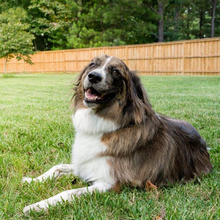 Affordable dog fence options (750 x 750 px) dog fence ideas