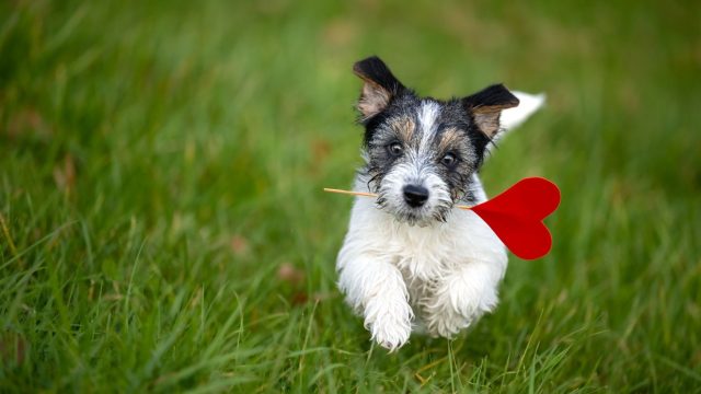 Pet Paradise: Dog Fence Ideas & More