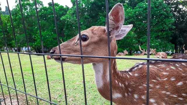 deer fencing installers 