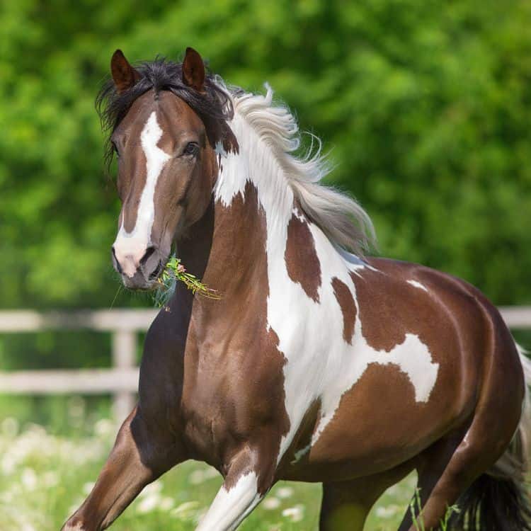 Fence Pro Ocala FL Horse fence pro Ocala