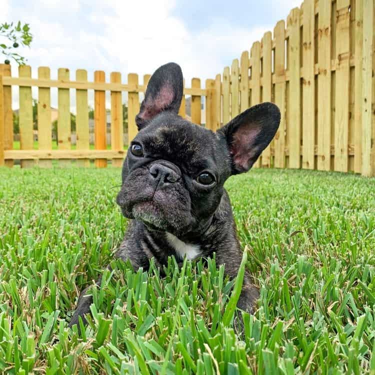 Dog Fence Ideas Dog Fence Ideas