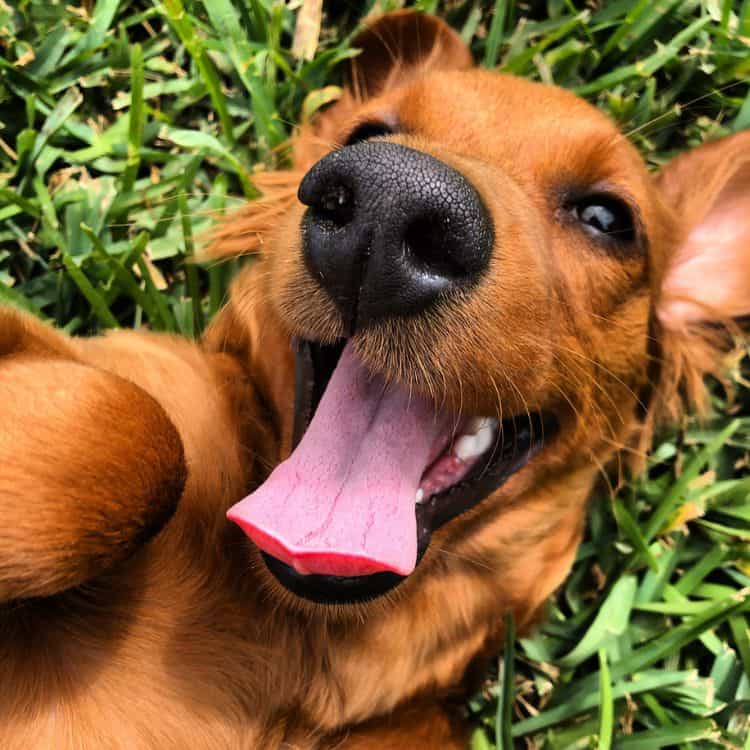 how to keep dogs from digging under fence best dog fence styles to prevent digging