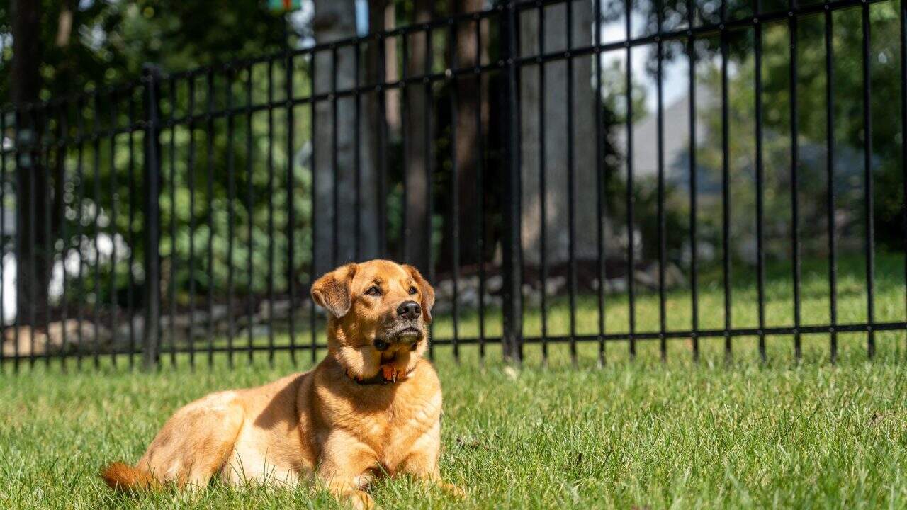 Best fence to keep dogs from digging under fence
